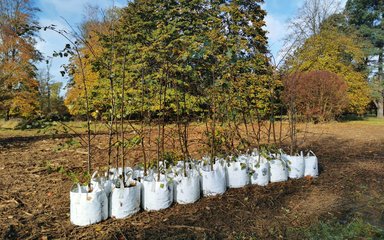 Sapling trees in white bags ready to be planted