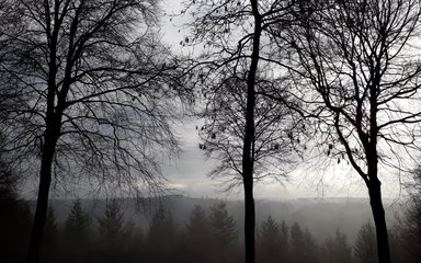 Eerie trees in the forest  