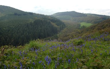 Mortimer Forest