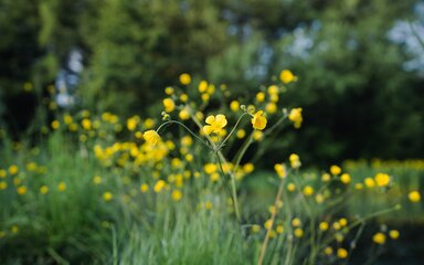 Yellow wild flowers in focus with out of focus green trees in the background.