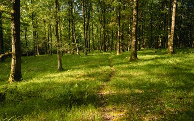 Trail through the woods