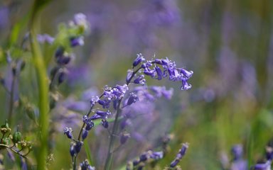 Bluebell woodland