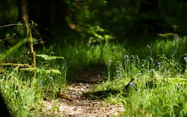 Close up of trail running through woodland