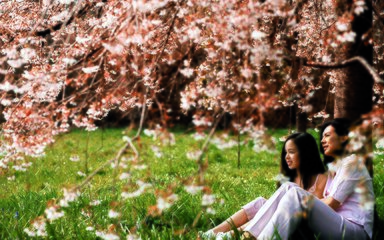 Spring cherry blossom family