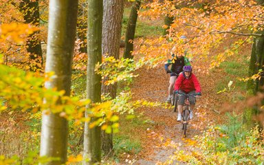 group mountain biking through autumnal trees