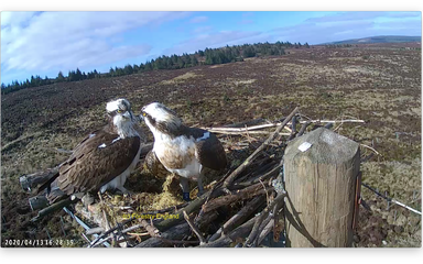 Ospreys getting reacquainted 