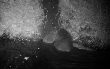 Black and white photo of female beaver with two kits in water