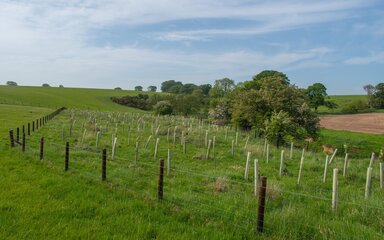 Image of tree saplings in tree guards
