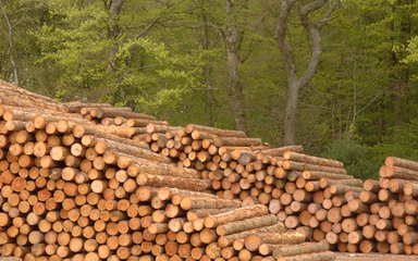 stack of timber 