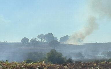 forest wildfire
