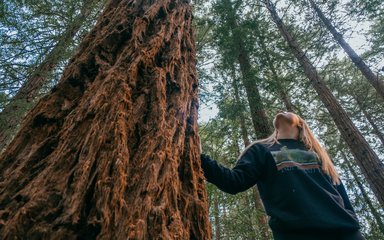 woman looking up at tall tree from trunk
