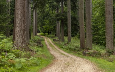 A track through the forest