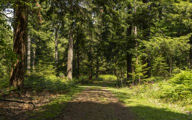 A shady trail in the forest.