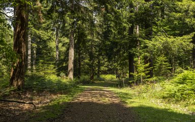 A trail through the forest.