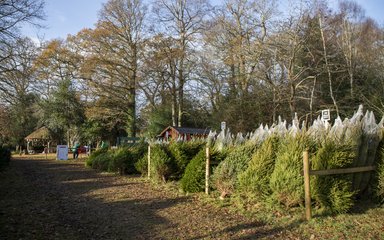 A view of the Christmas Tree sales shop in the New Forest