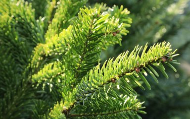 A close up of a Nordmann fir tree