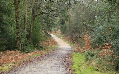 A trail through the forest.