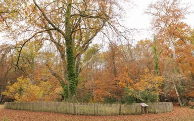 The Knightwood Oak