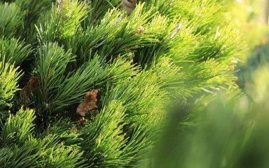 Close up of pine needles on a Christmas Tree