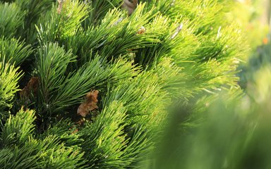 Close up of pine needles on a Christmas Tree