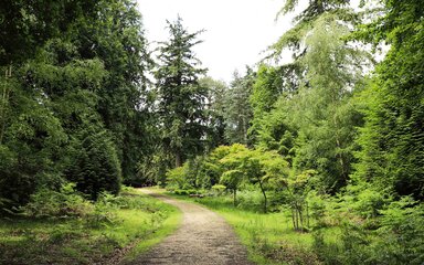 Path leading through the forest