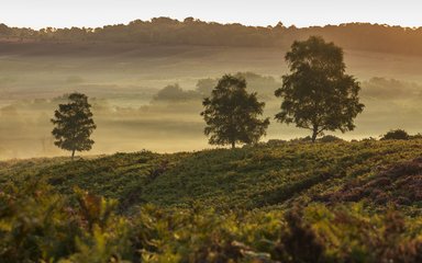 Misty morning fog on the horizon of the forest