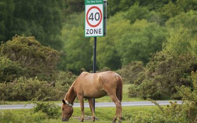 A New Forest pony grazing beside a road with 40 zone speed sign behind