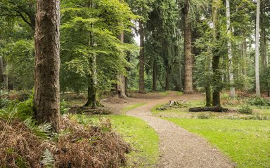 A view of the Tall Trees Trail