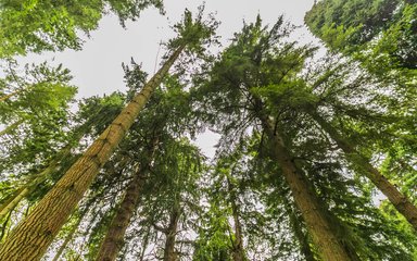 A view looking up on the Tall Trees Trail