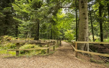 Tall Trees Trail entrance