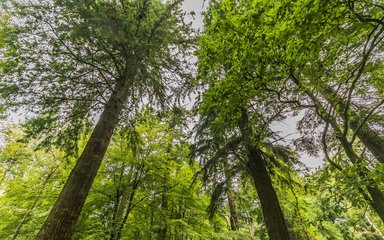 A view looking up on the Tall Trees Trail