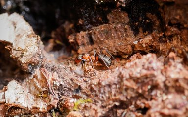Wood ant on a log