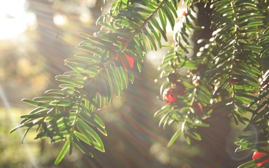 Native Yew Westonbirt