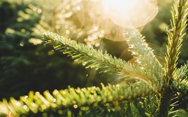 Close Up Christmas tree pines 