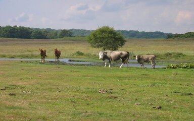 New Forest Grazing livestock 