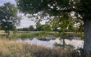 Photo of pond at woodland creation site in Kent, with mature trees in foreground and background