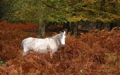 White pony within rust orange shrubs