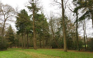 Grassy path alongside tall trees in the New Forest