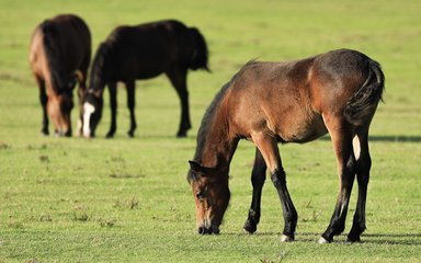 Ponies grazing at New Forest