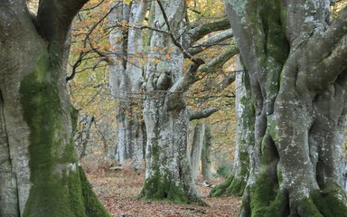 A view of beech trees through the trees