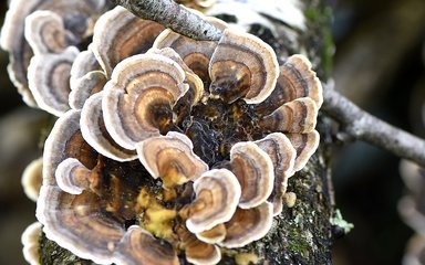 New Forest Fungi - Turkey Tail
