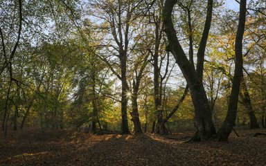 Forest with light through the trees