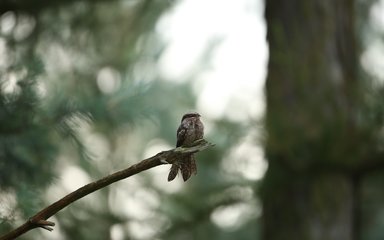 Adult nightjar on a branch