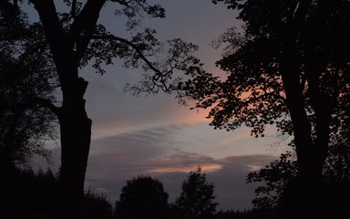 Sunset in the forest with silhouette of trees