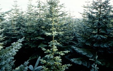 Dense canopy of Noble fir trees, showing their bluey-green colour.