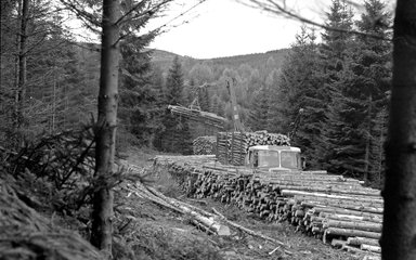 Black and white archive image from 1972 showing felled Norway spruce logs stacked on the ground, being loaded onto the back of a lorry.