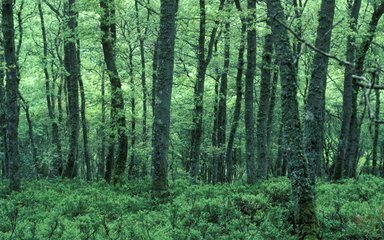 rich oak woodland