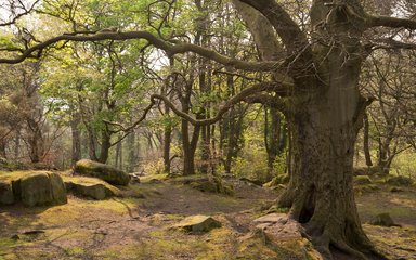 Oak in spring 