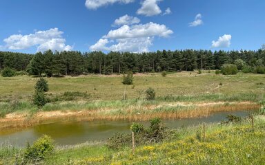 The lake at Ollerton Pit Woods on a sunny day