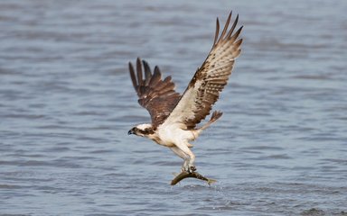 Osprey catching fish 